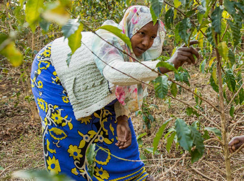 A woman harvesting coffee at its peak ripeness, ready to be dried by the natural method for Peet's Ethiopian Super Natural